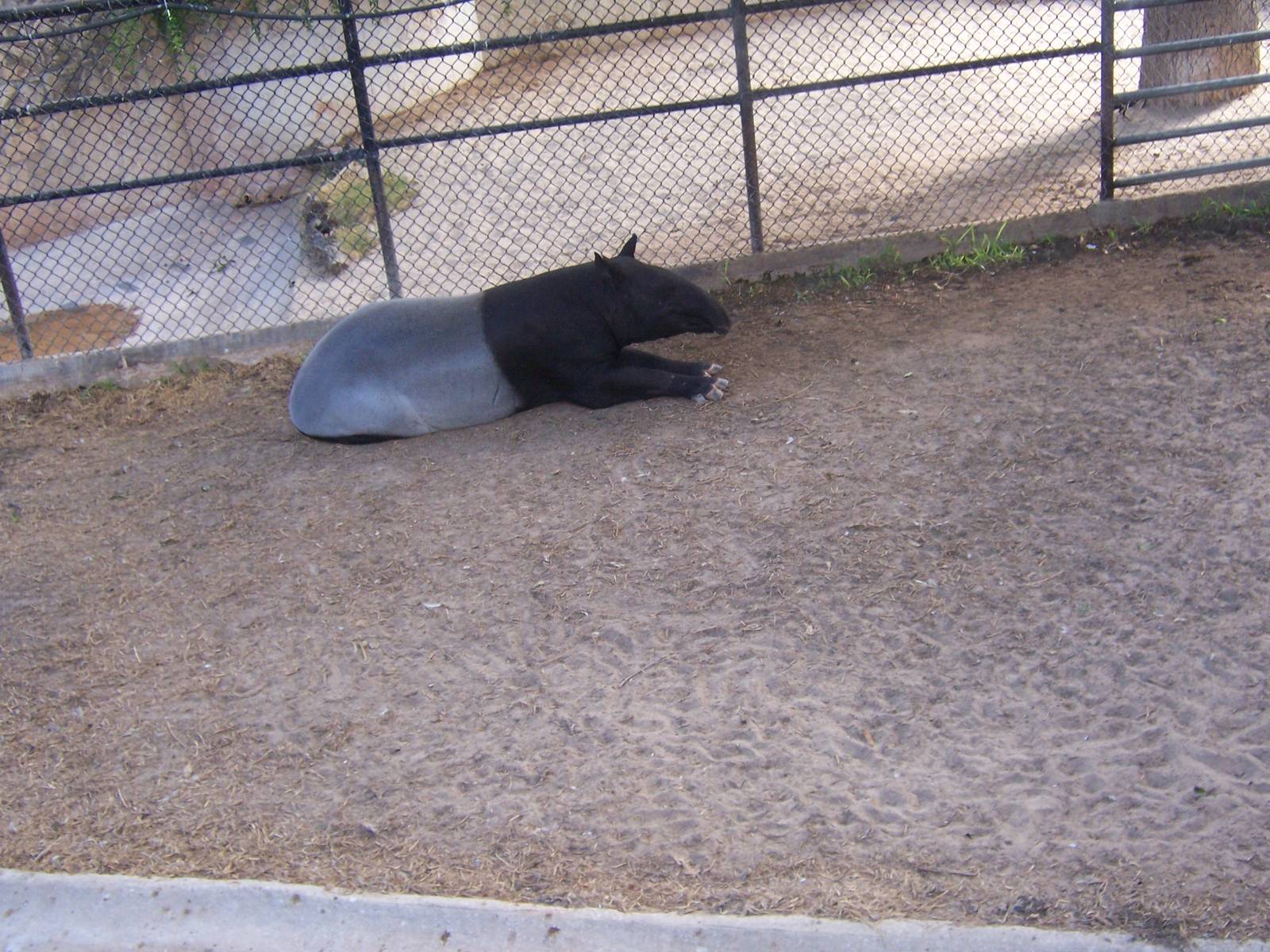 Malayan Tapir