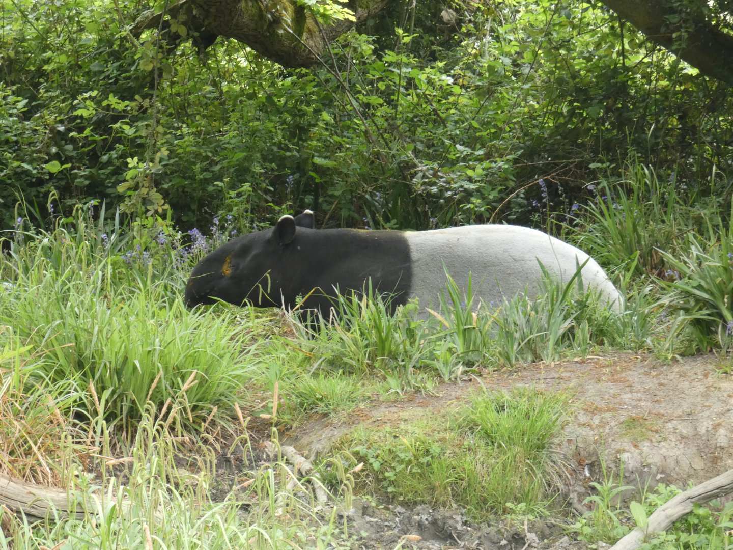 Malayan tapir
