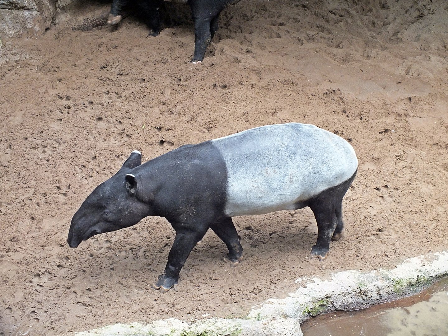 Malayan tapir