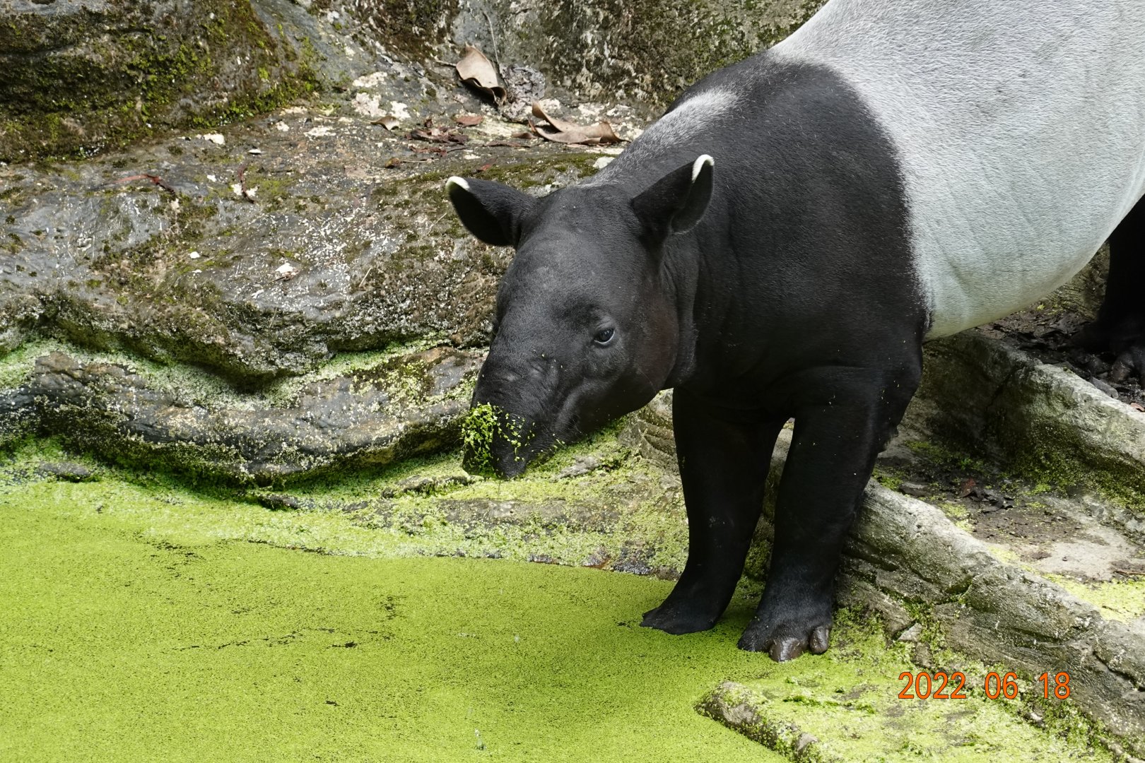 Malayan Tapir