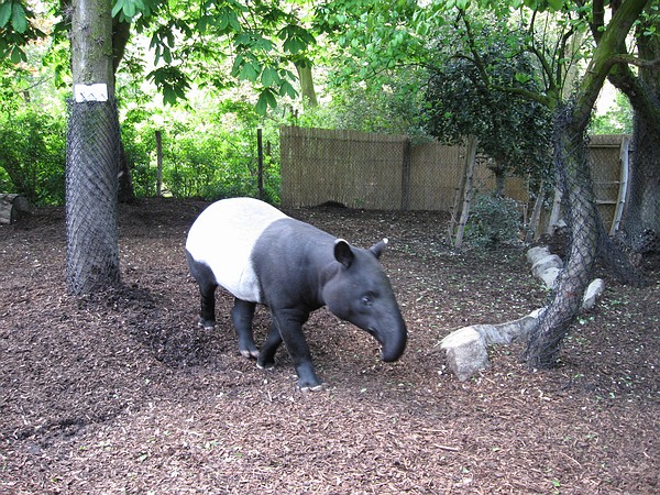 Malayan tapir