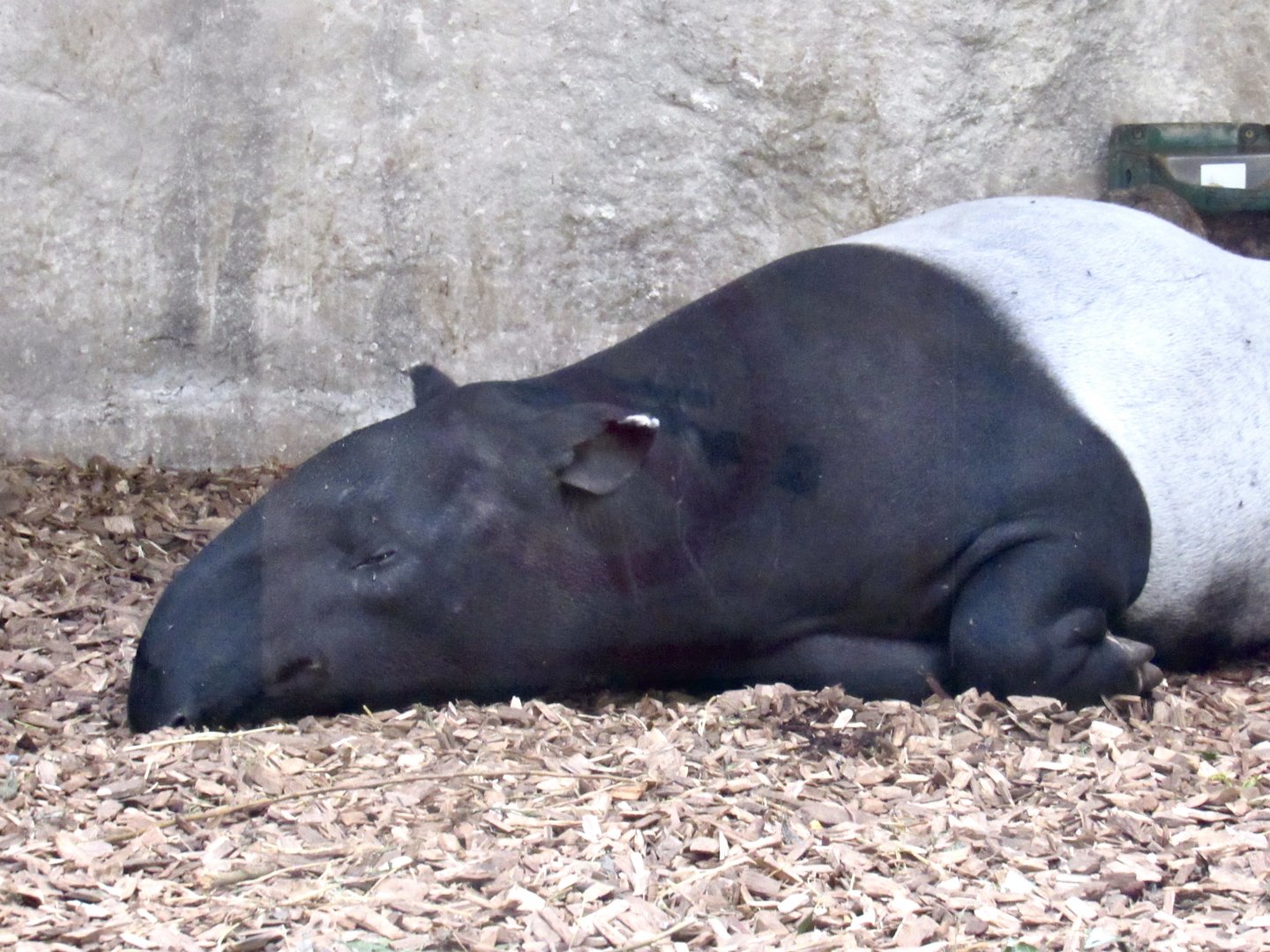 Malayan Tapir
