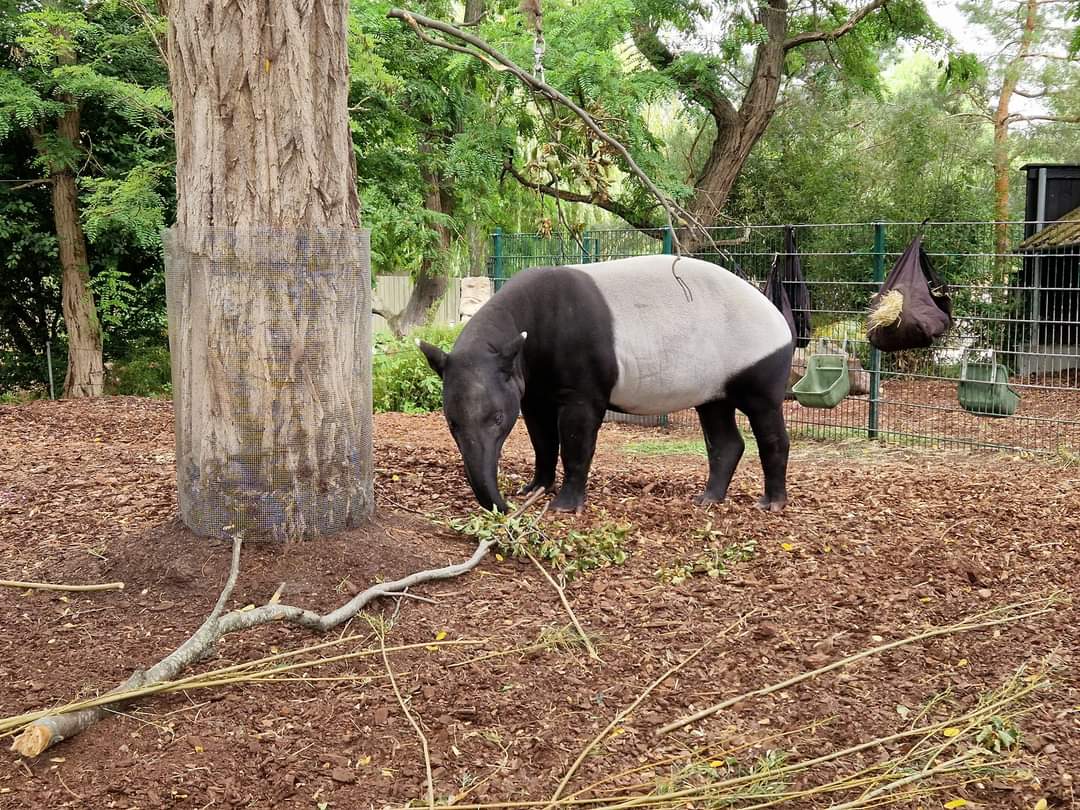 Malayan Tapir