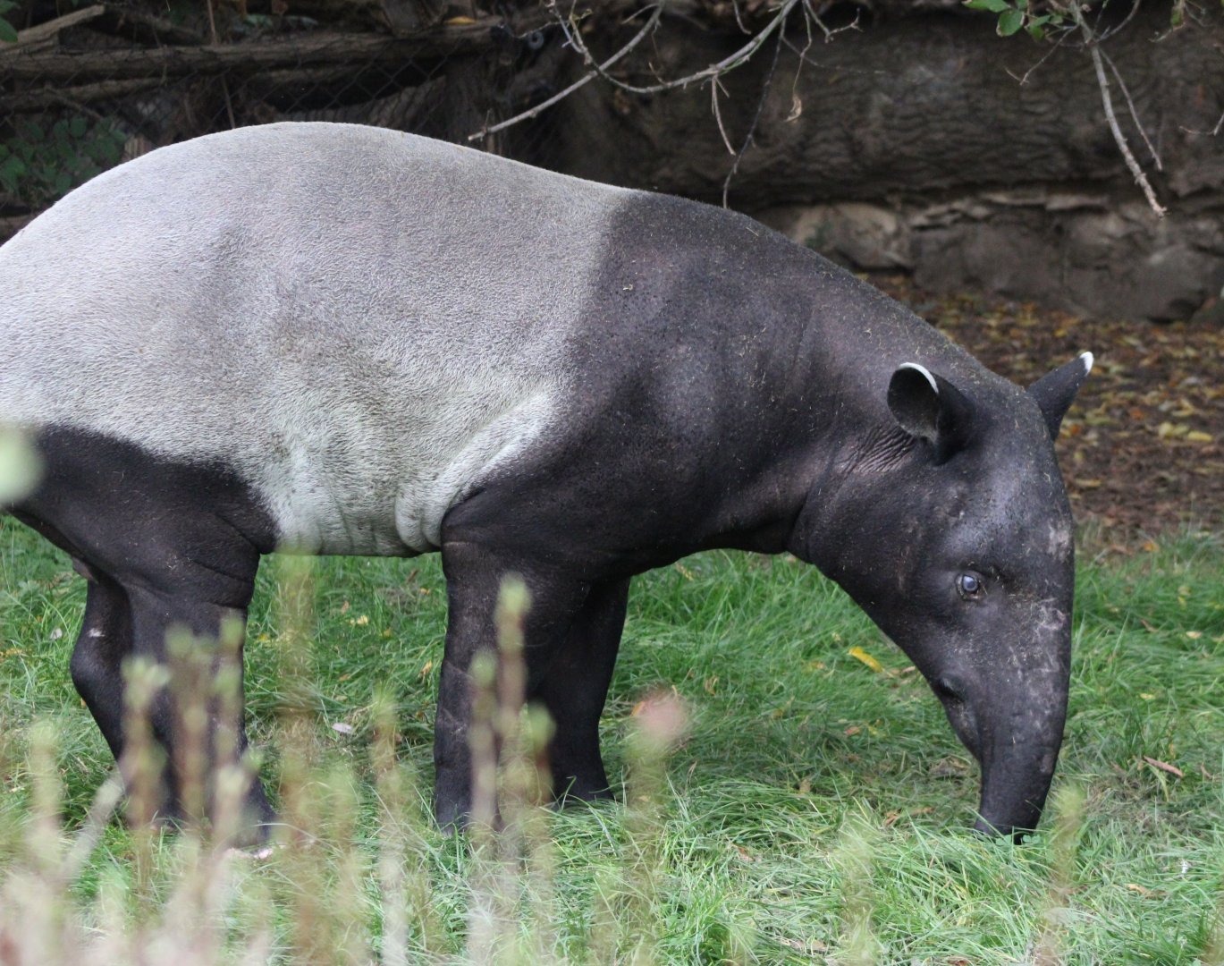 Malayan tapir
