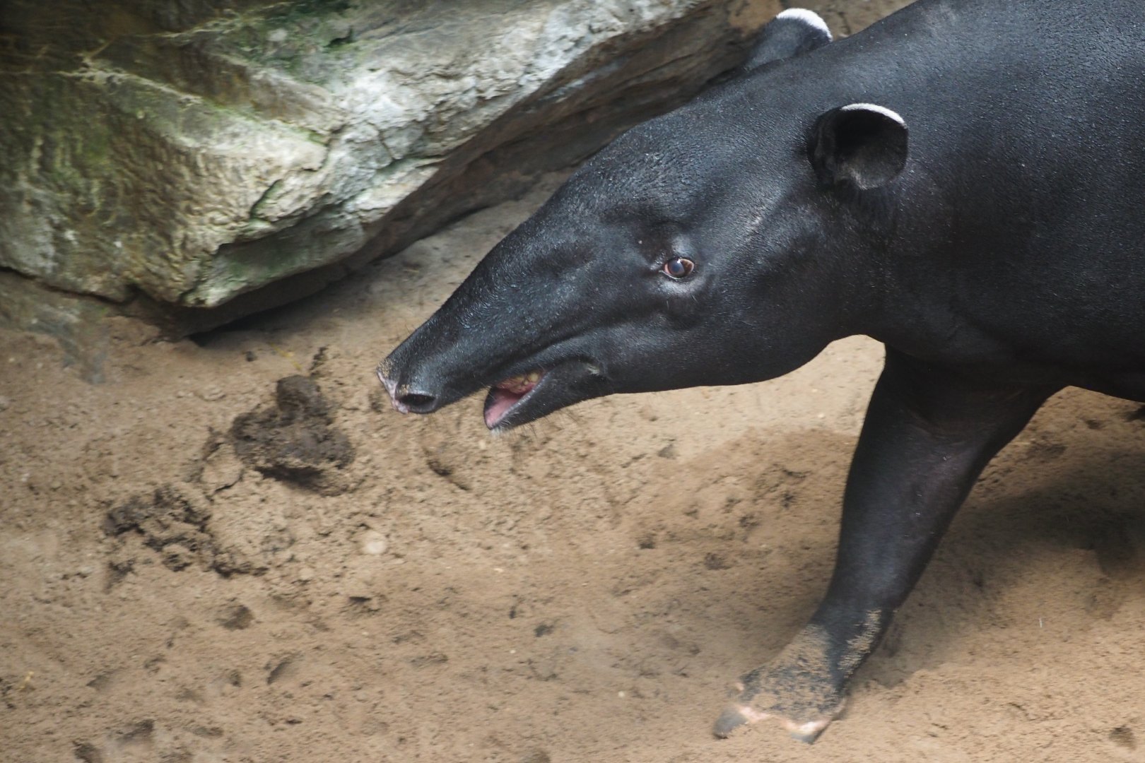 Malayan tapir