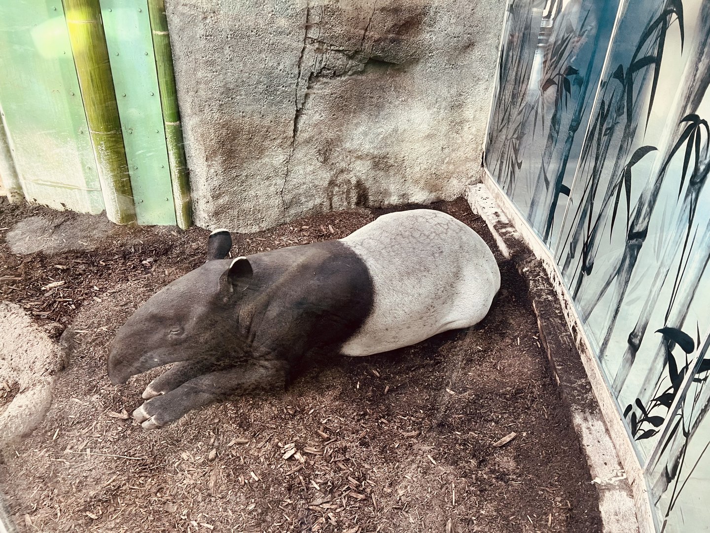 Malayan Tapir