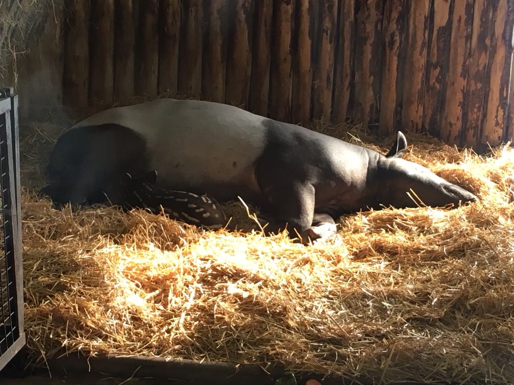 Malayan tapir