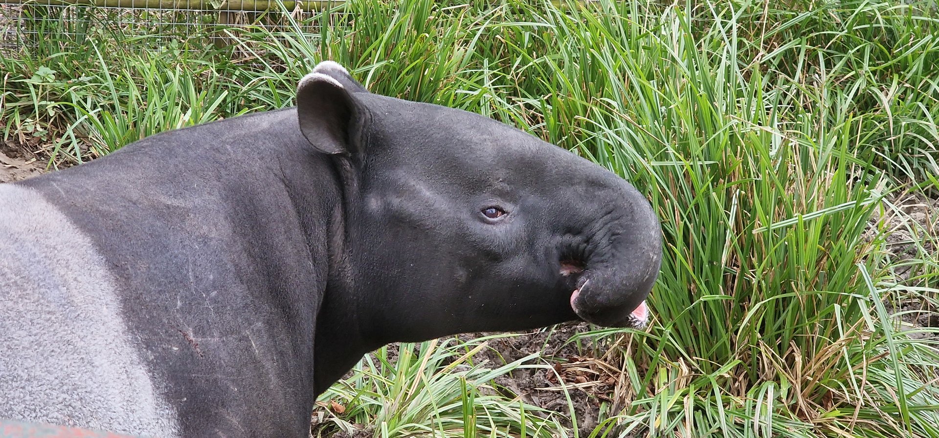 Malayan tapir