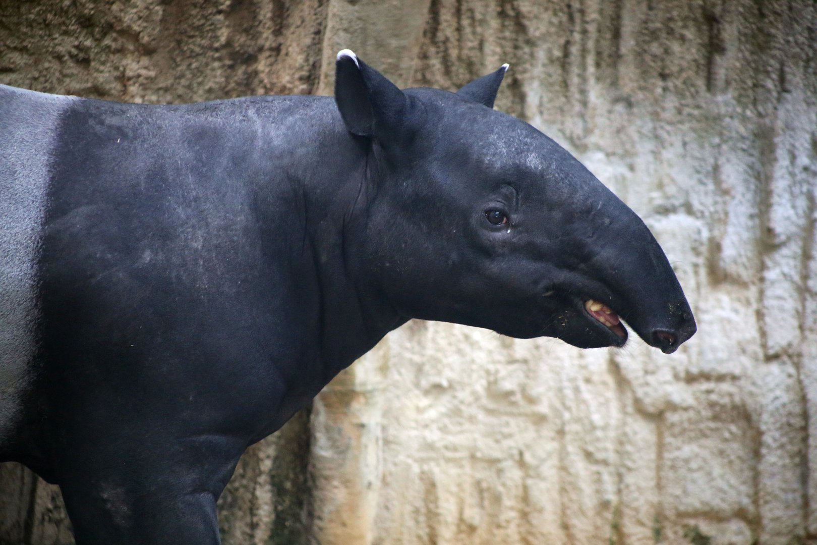 Malayan Tapir
