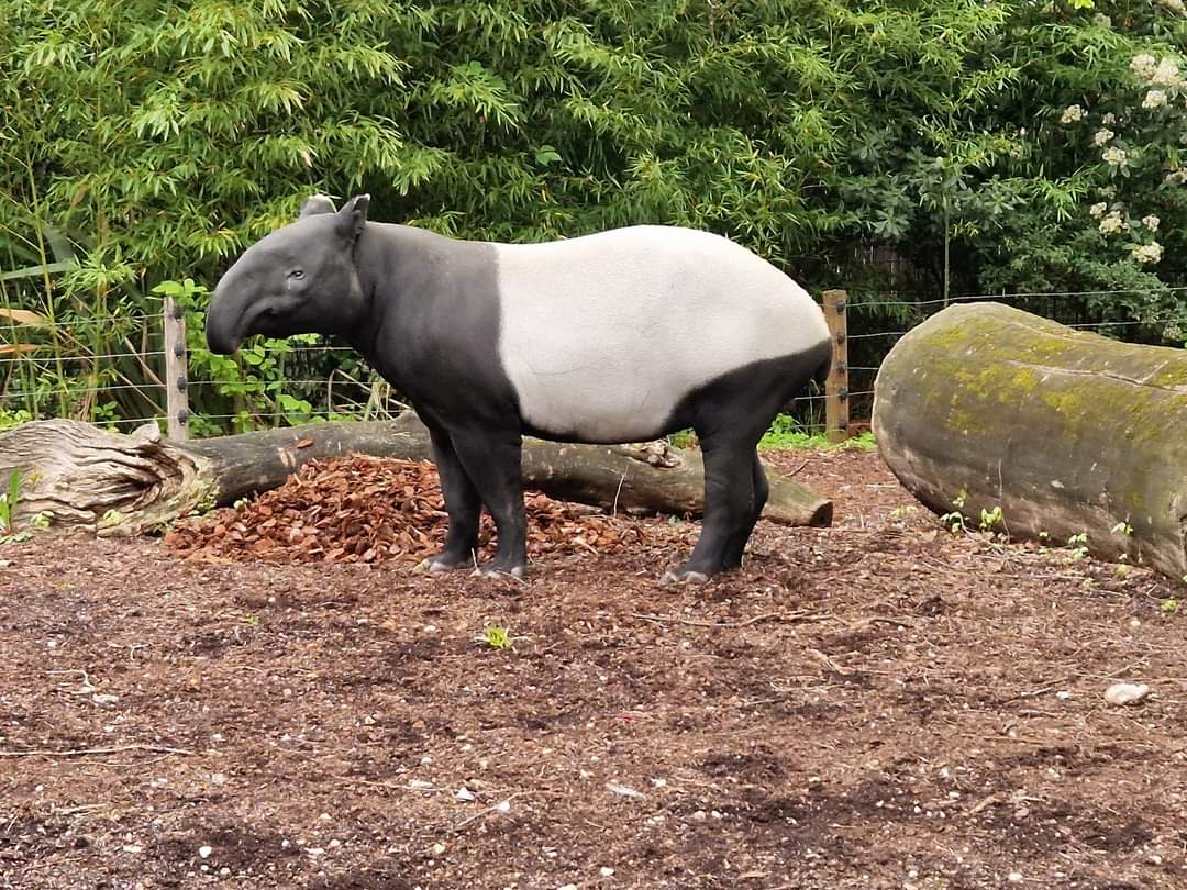 Malayan Tapir
