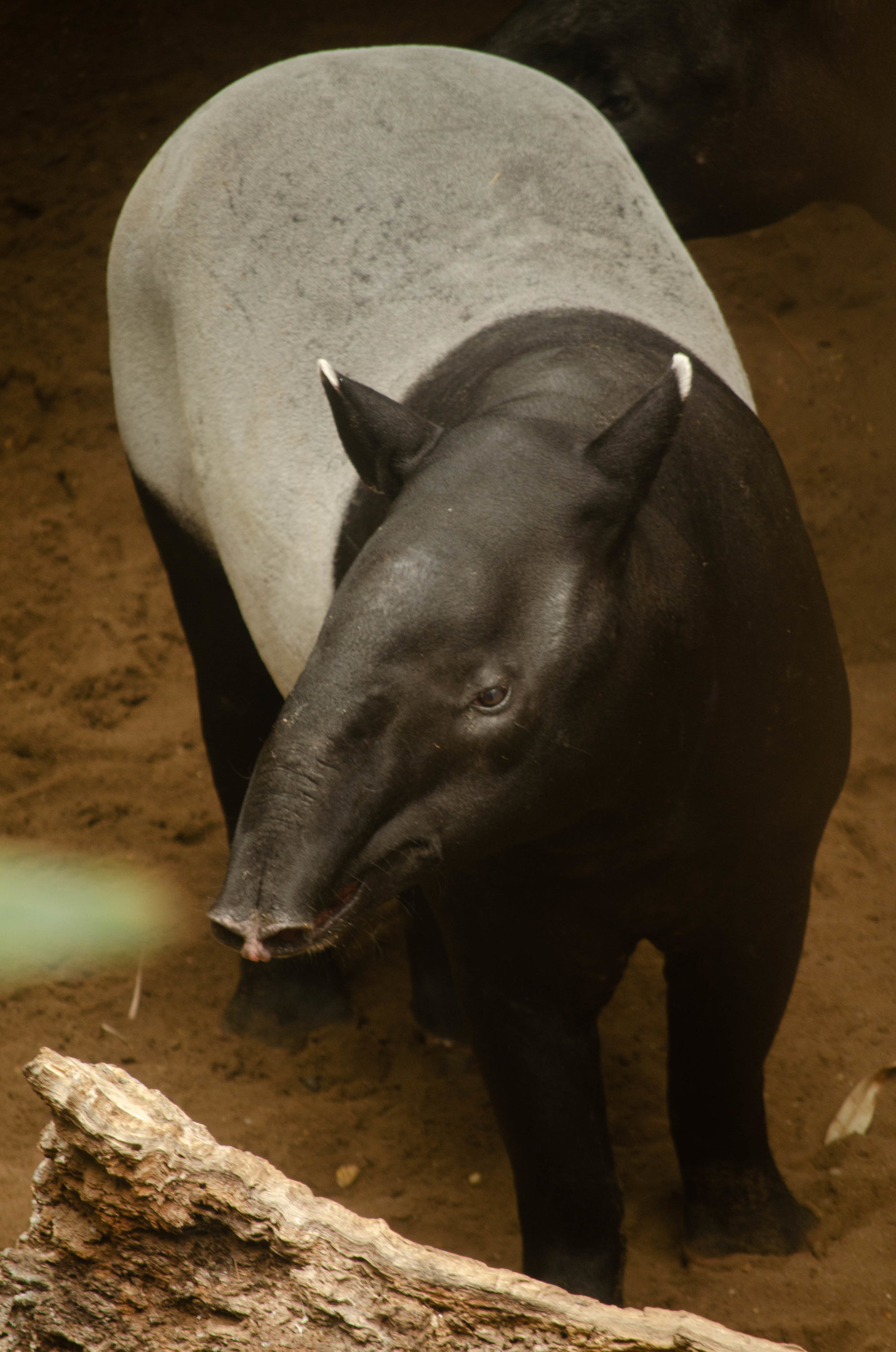 Malayan tapir