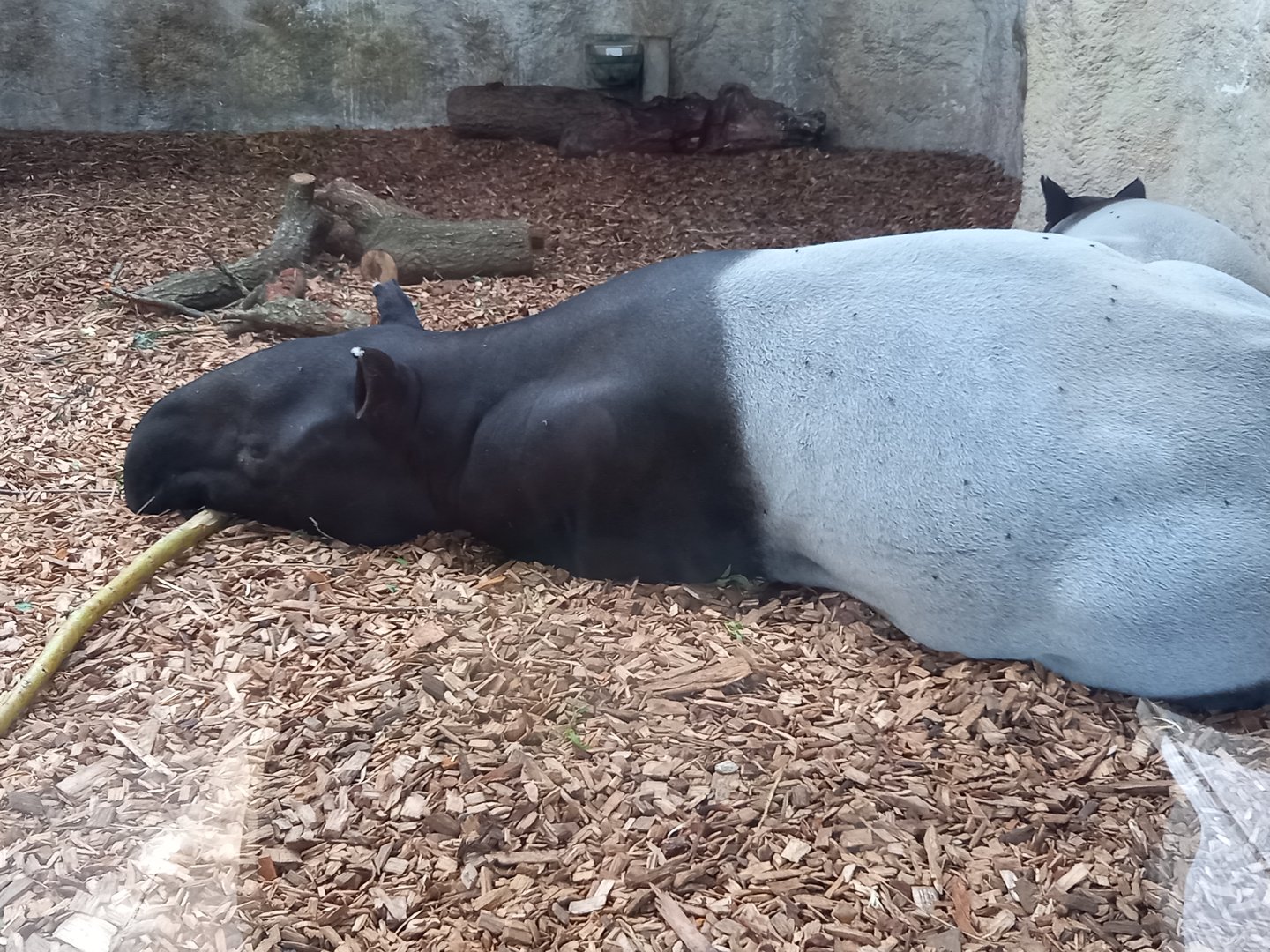 Malayan Tapir