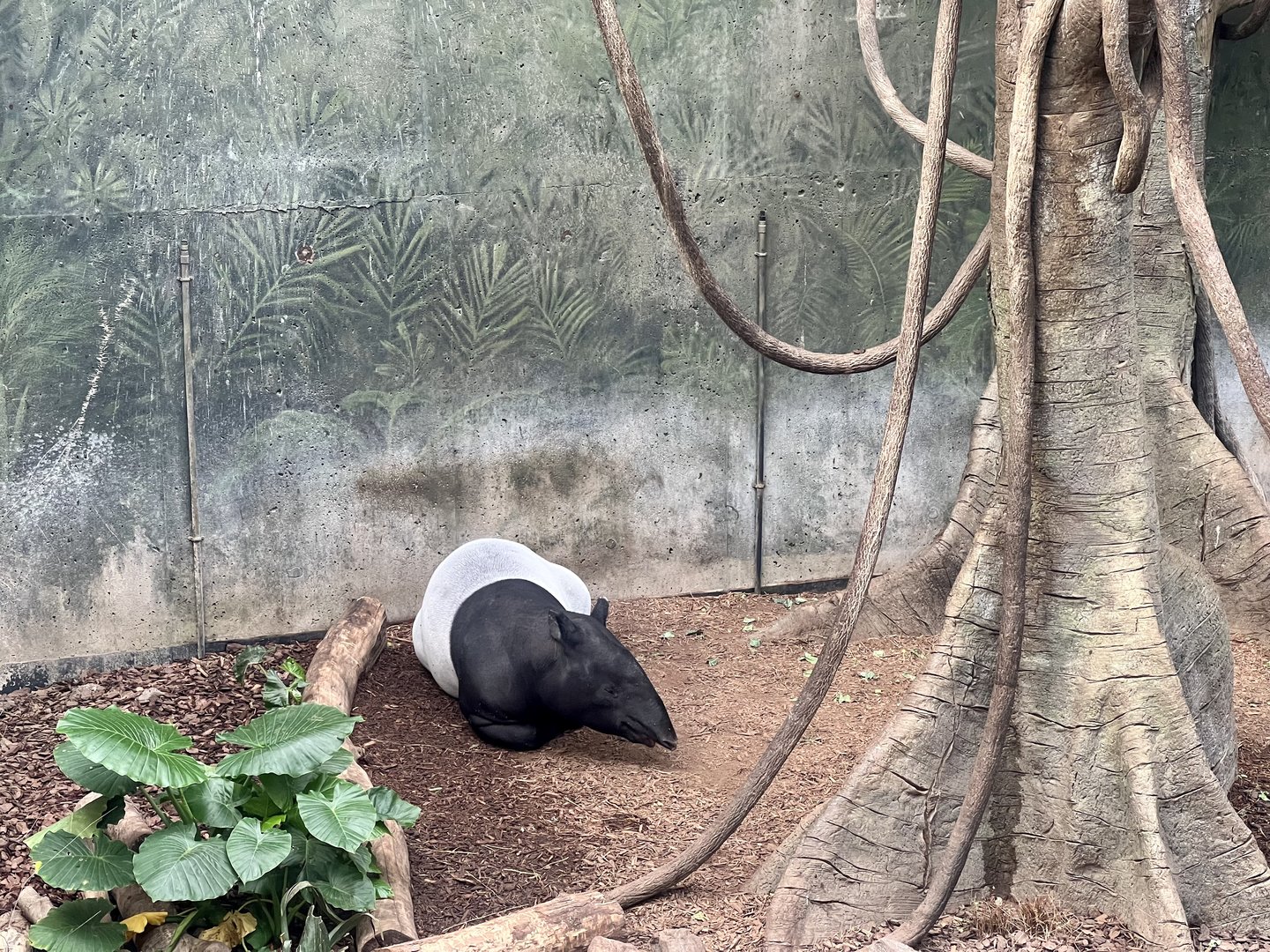 Malayan Tapir