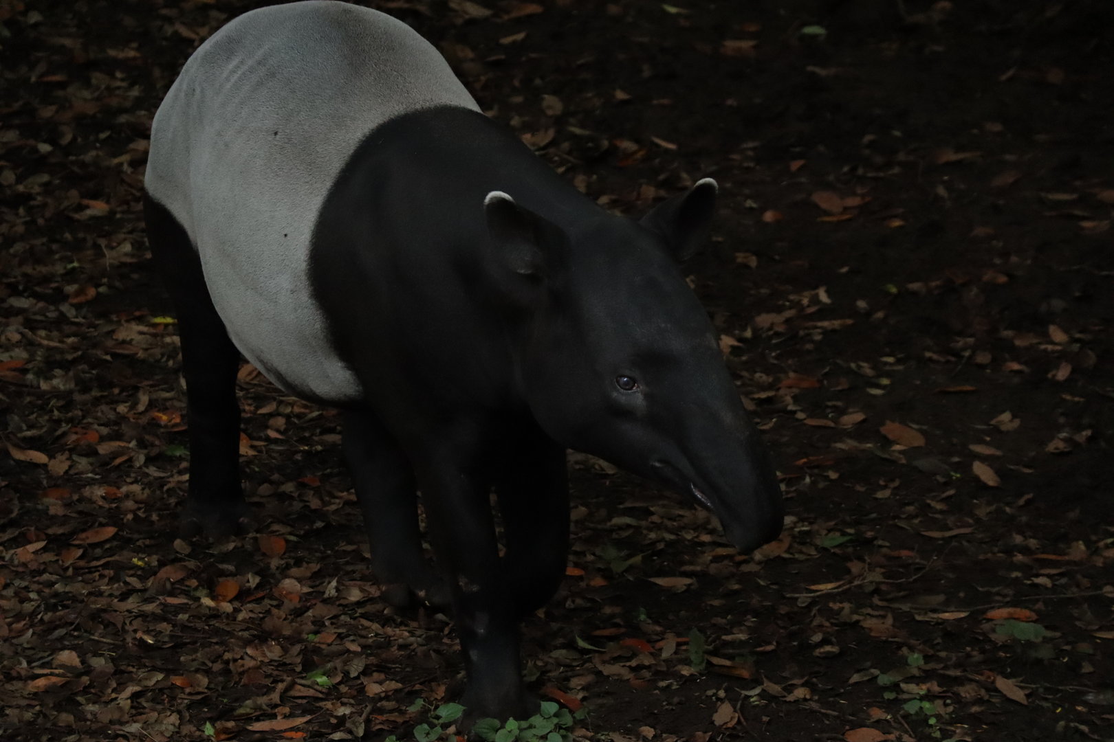 Malayan tapir
