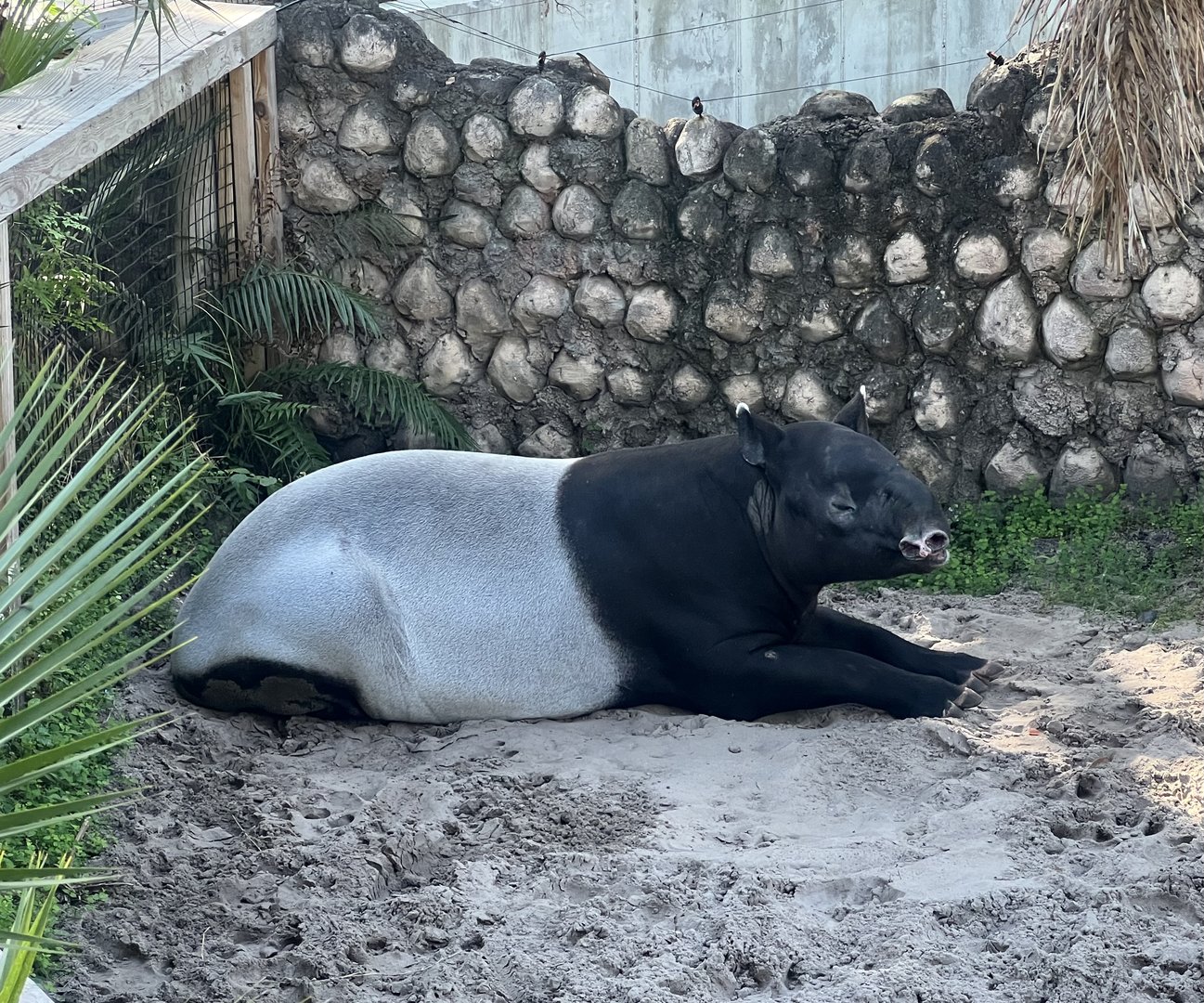 Malayan Tapir