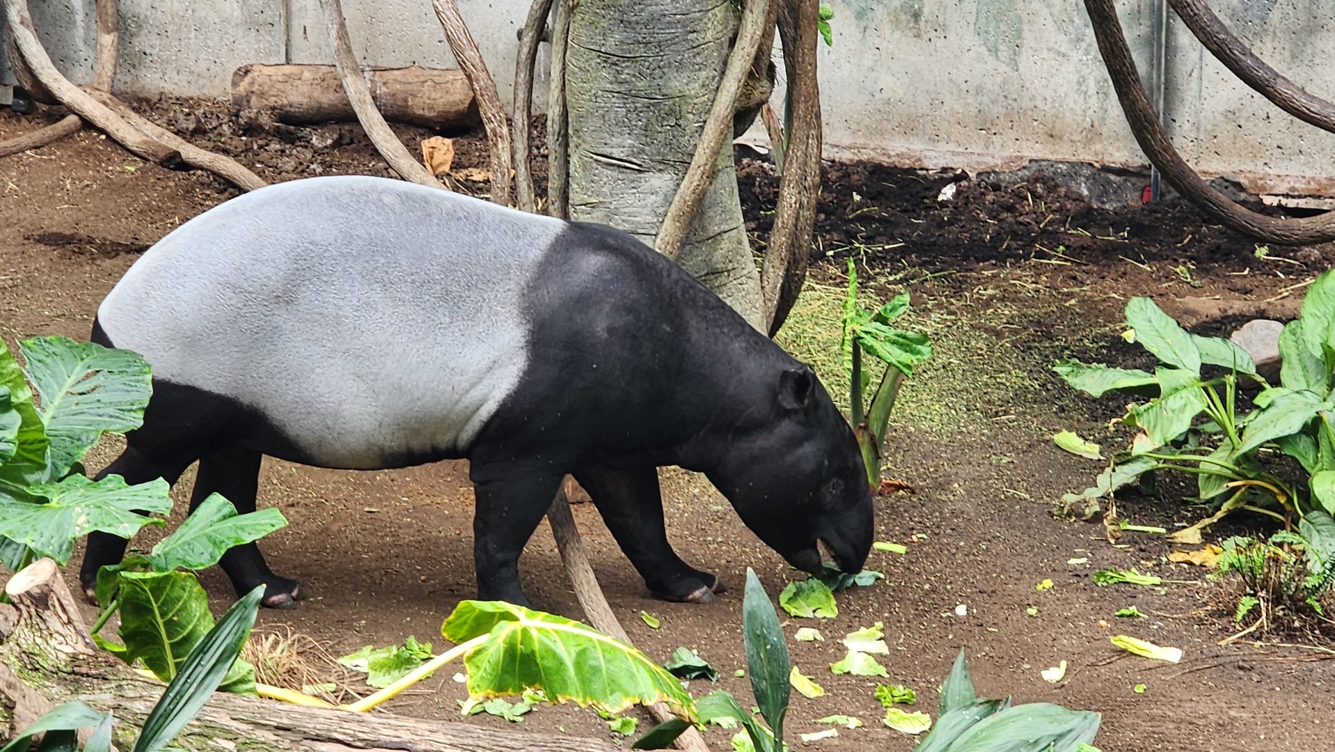 Malayan Tapir