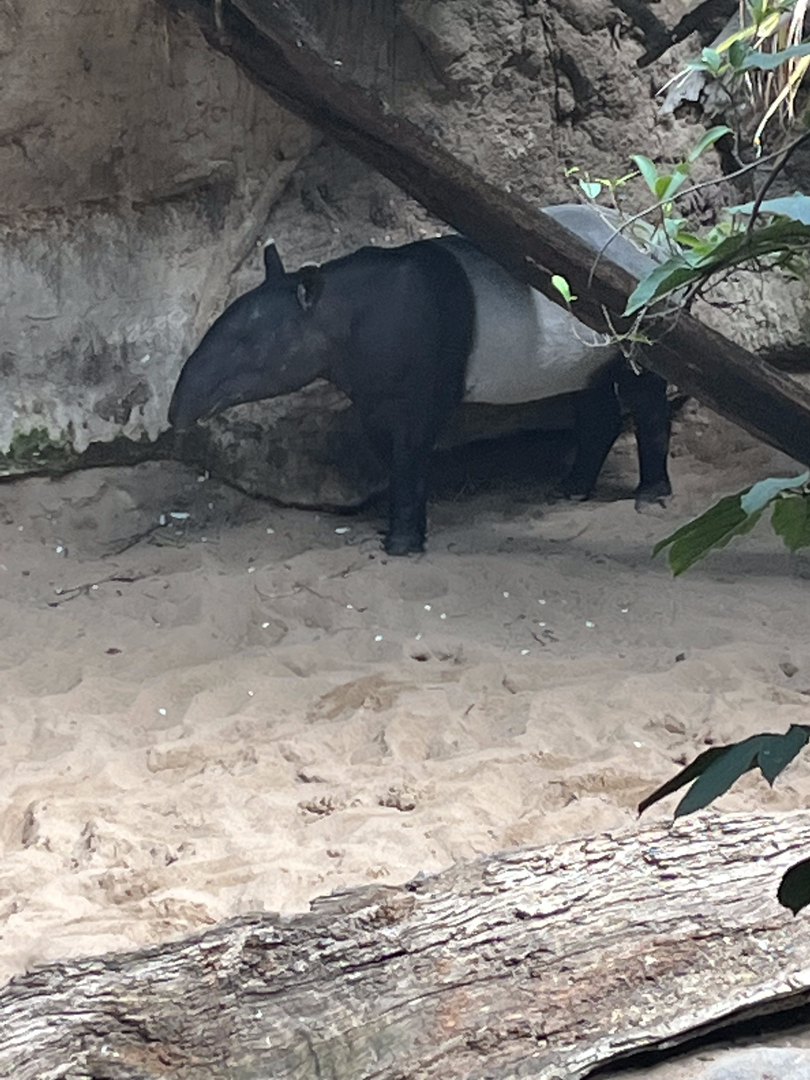 Malayan tapir