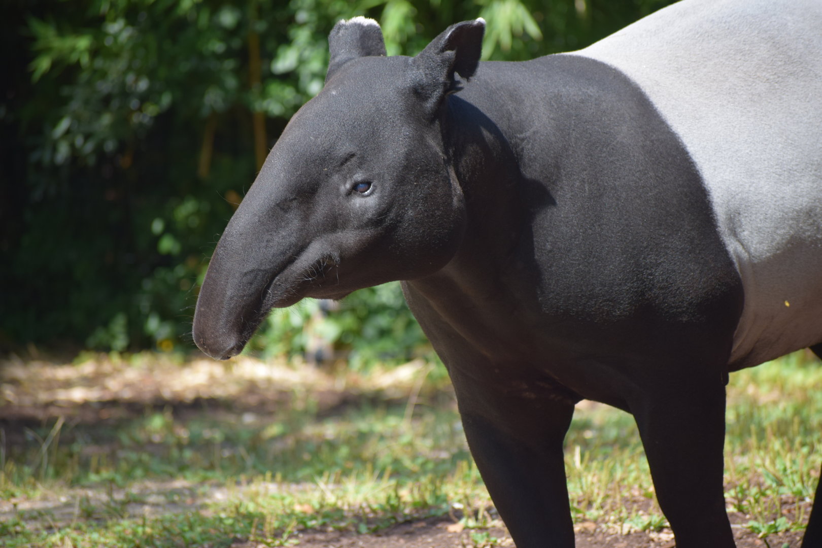 Malayan tapir
