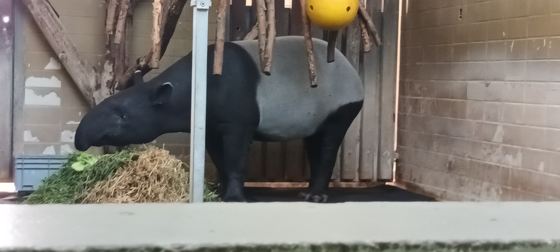 Malayan Tapir