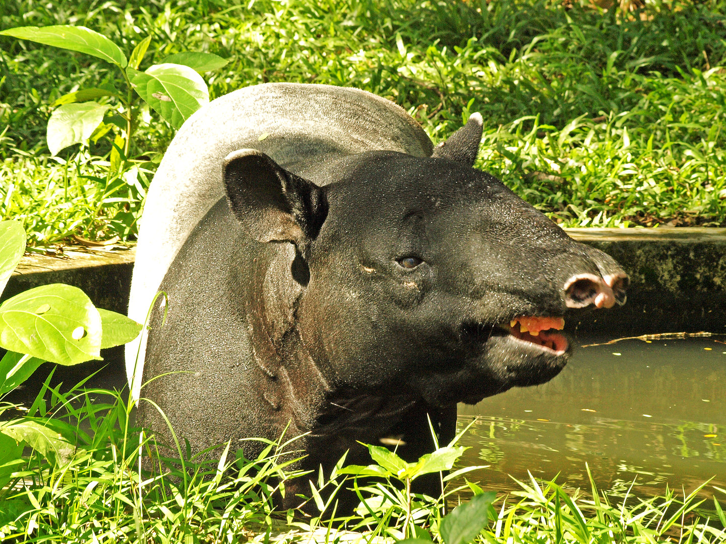 Malayan tapir