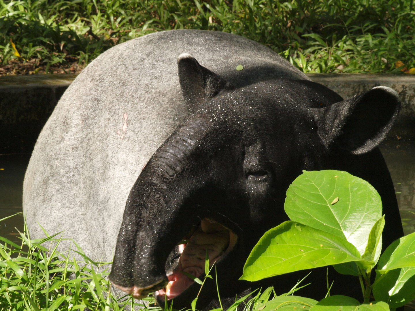 Malayan tapir
