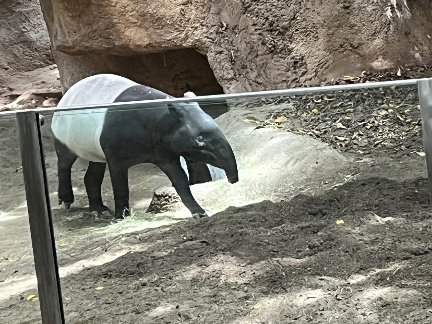 Malayan Tapir