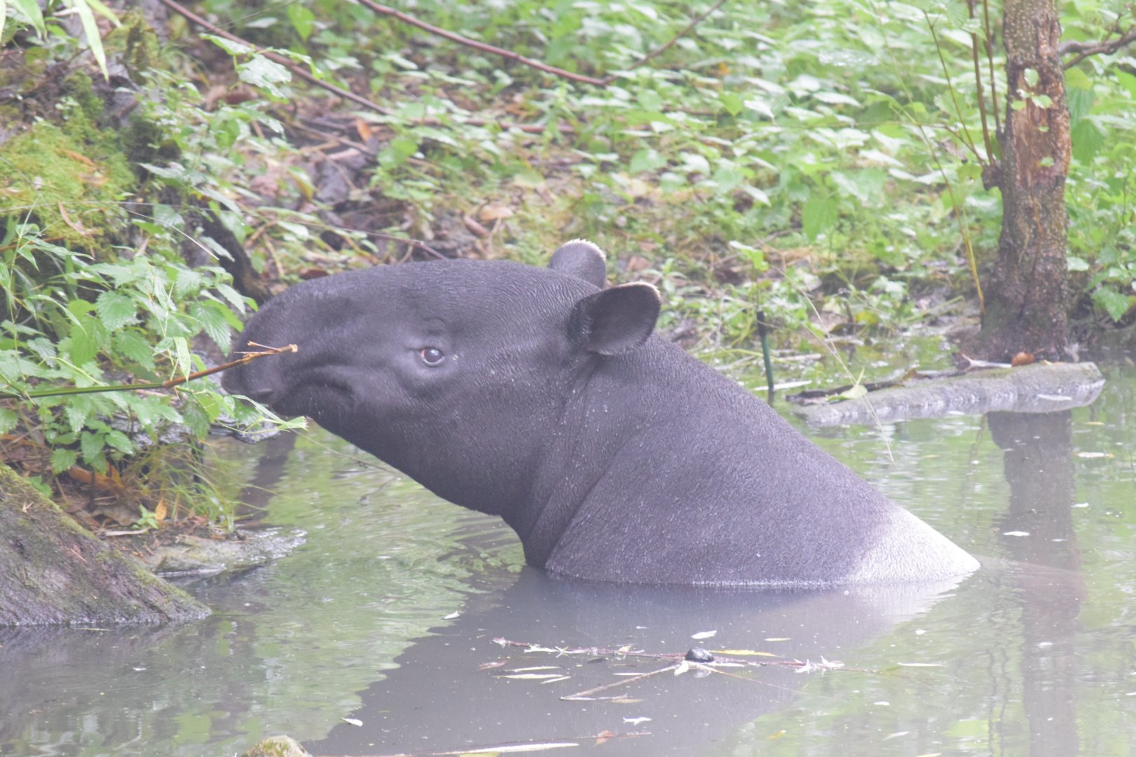 Malayan tapir