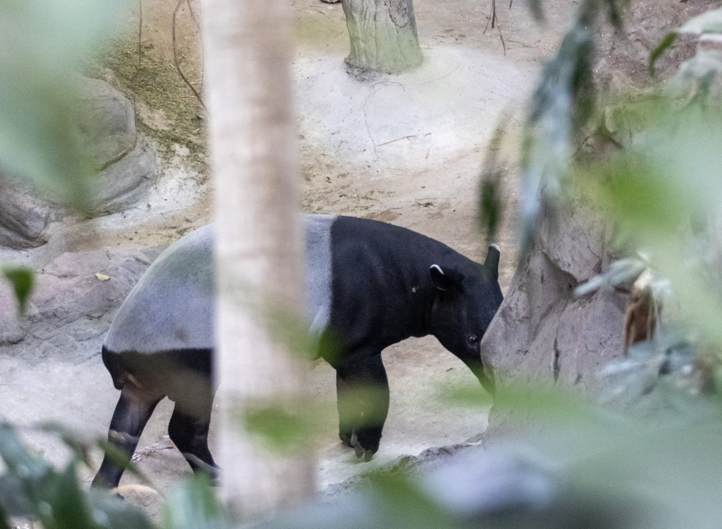 Malayan Tapir