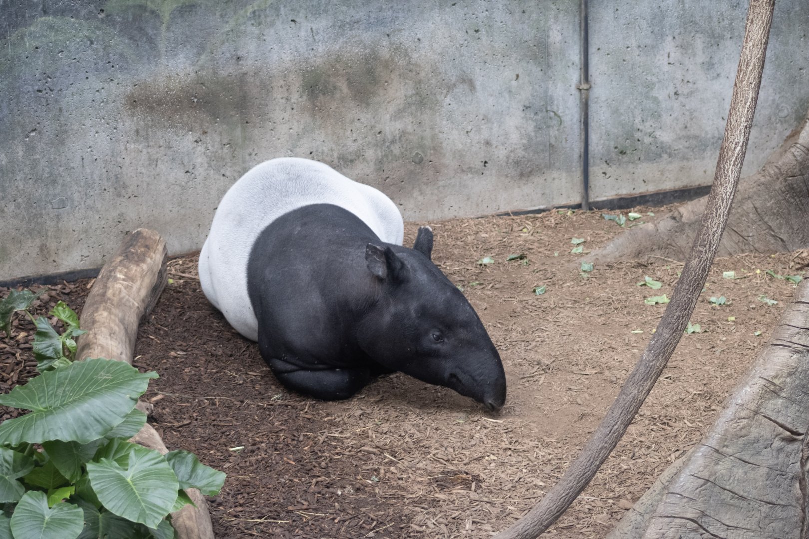 Malayan Tapir