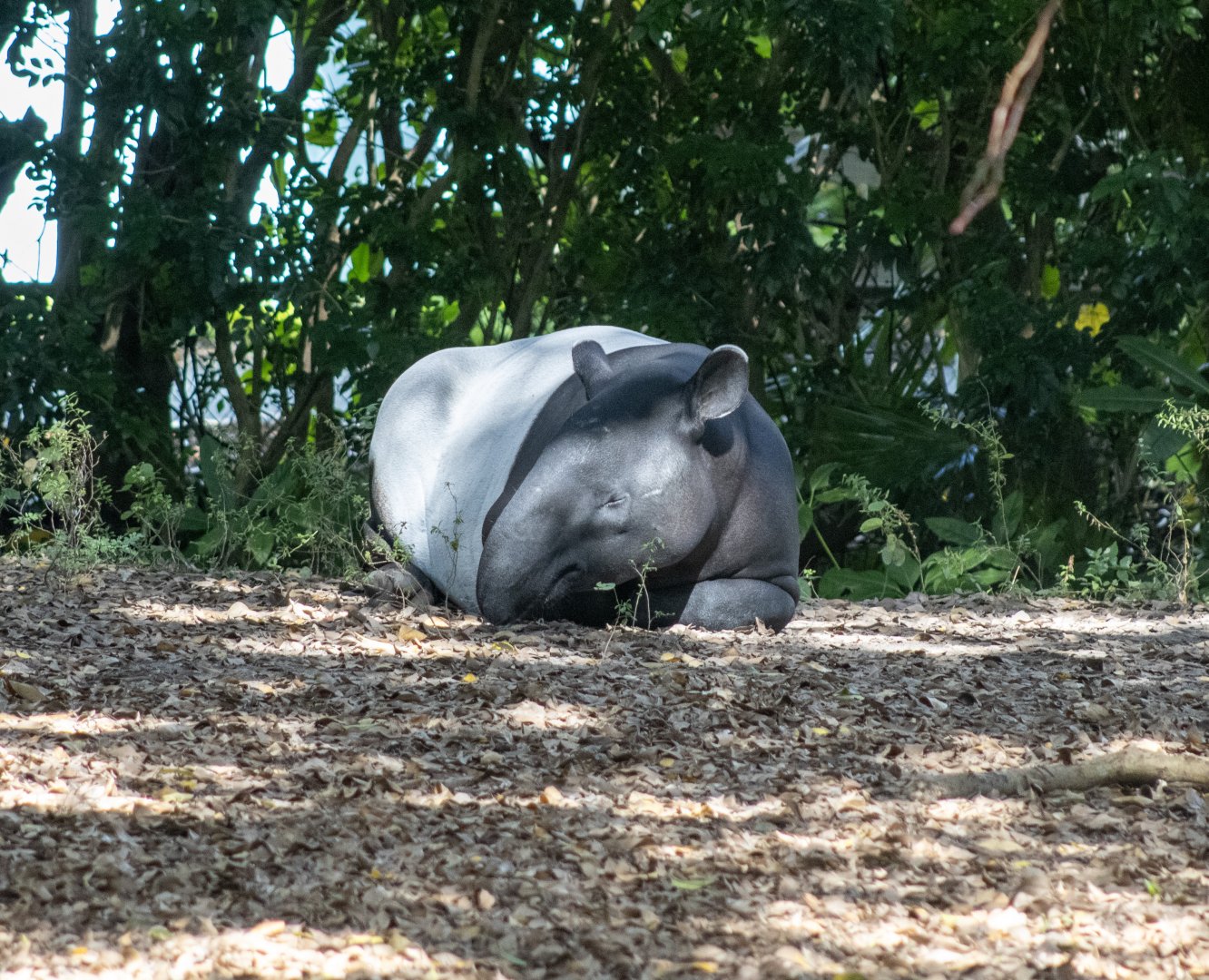 Malayan Tapir