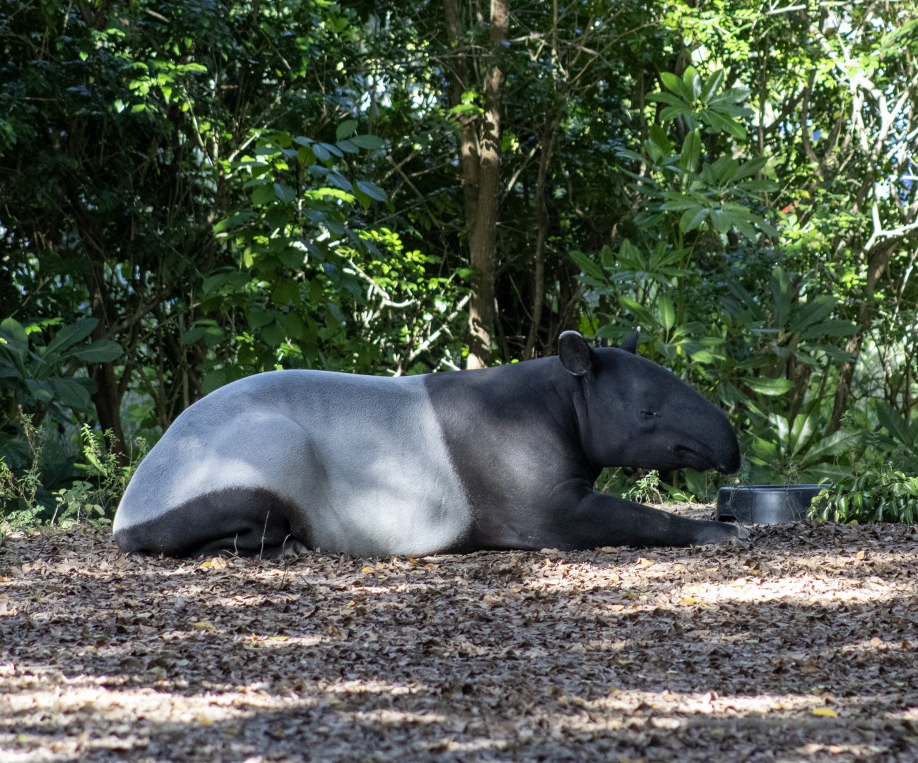 Malayan Tapir