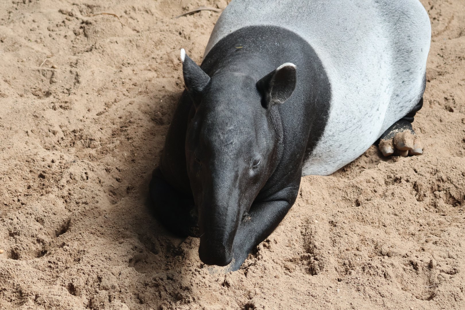 Malayan Tapir