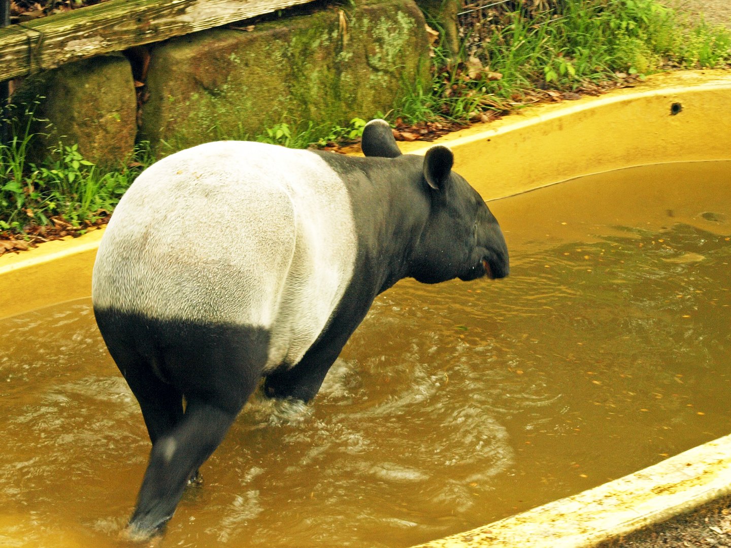 Malayan tapir