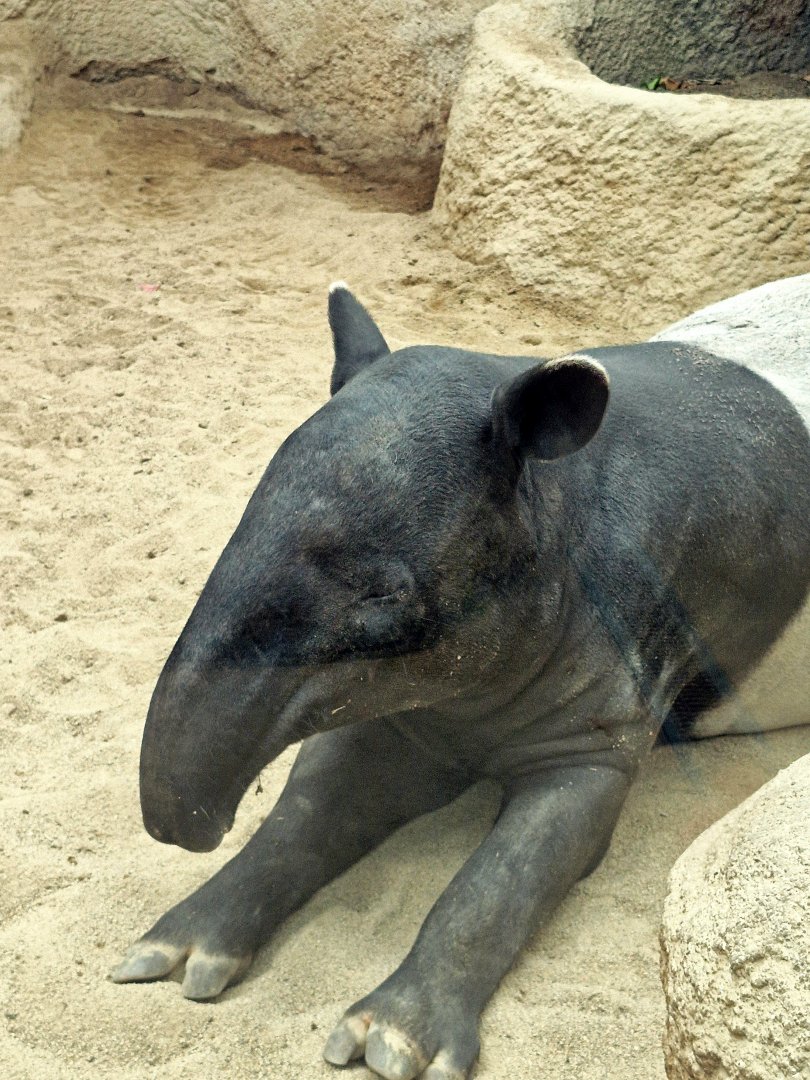 Malayan tapir