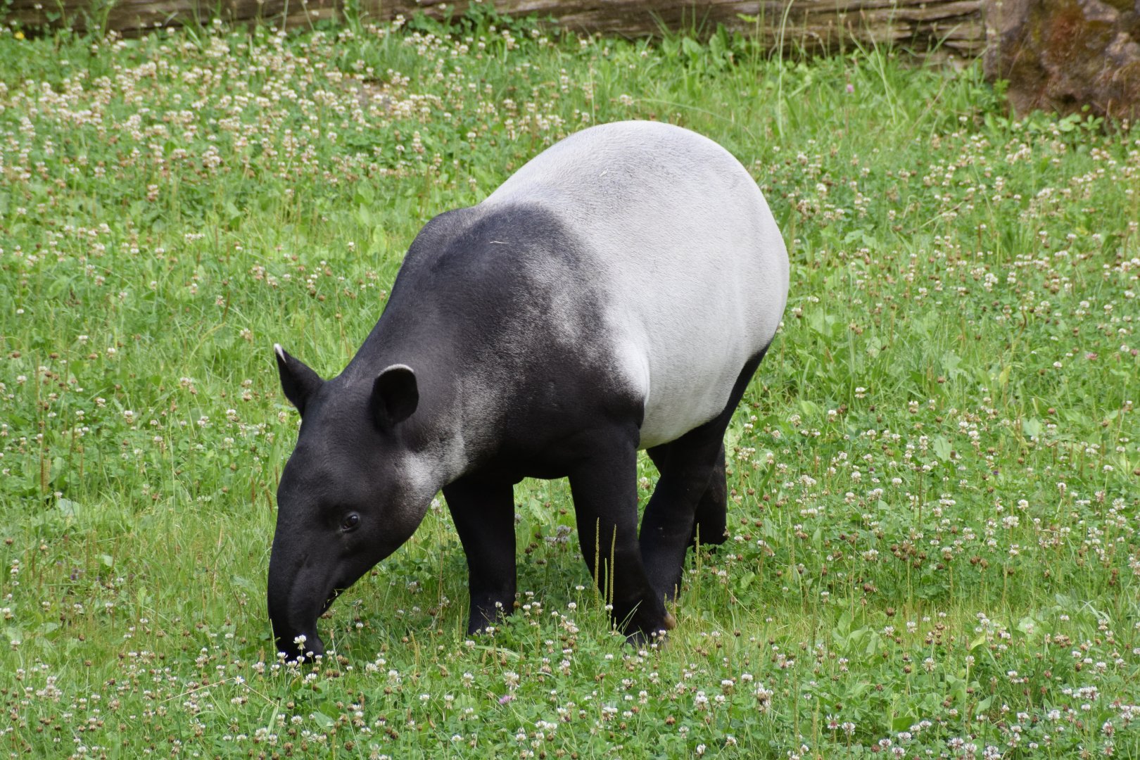 Malayan tapir