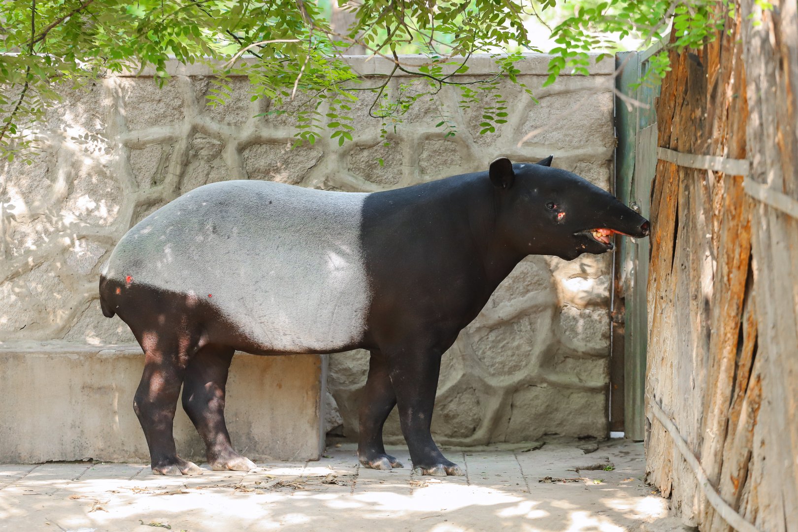 Malayan tapir