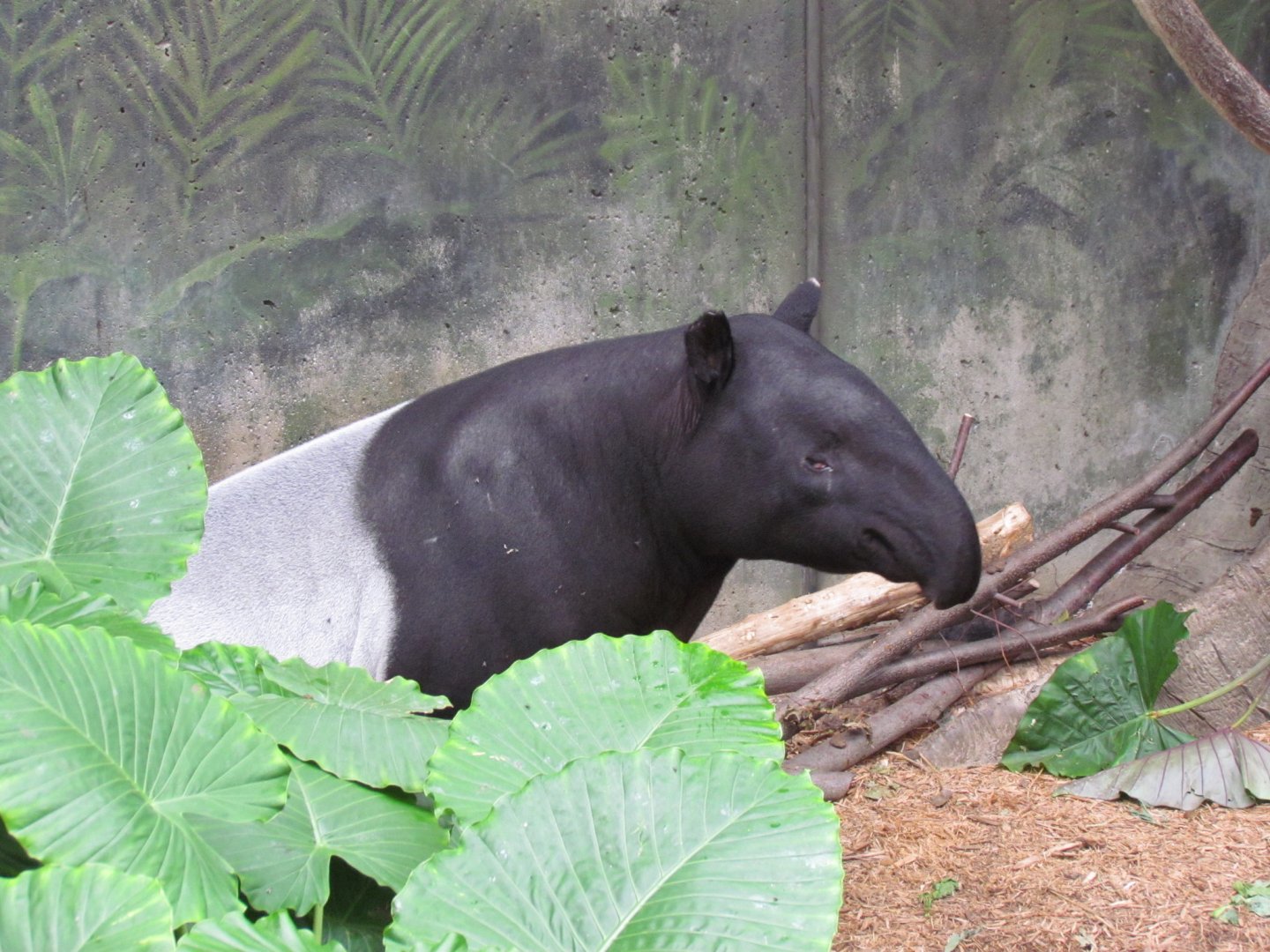 Malayan Tapir