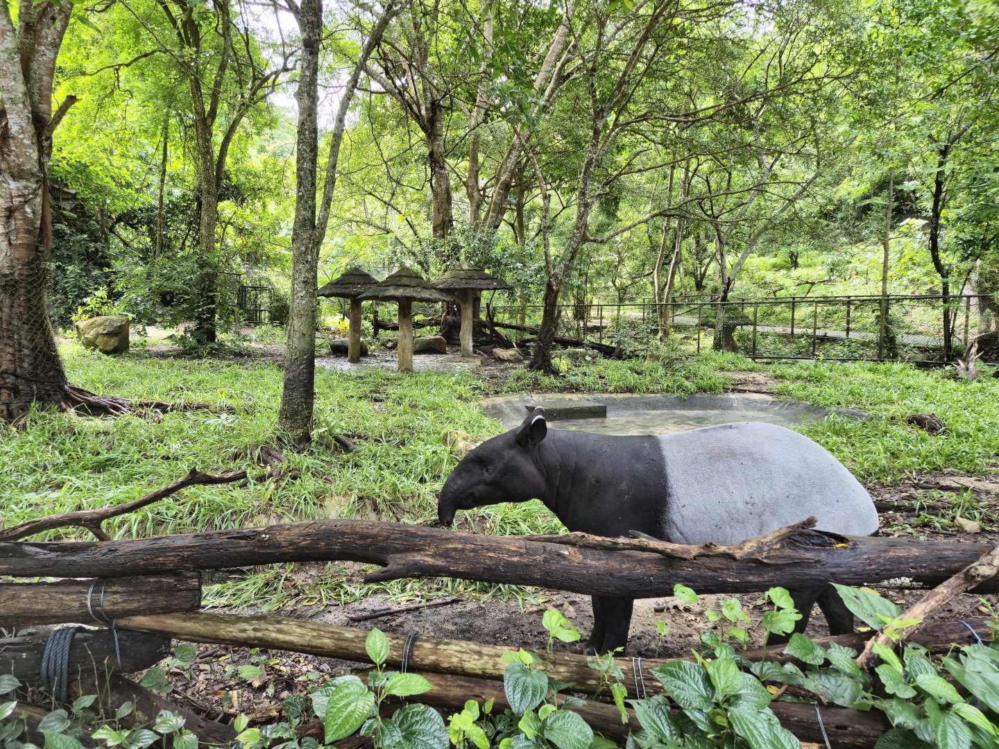 Malayan Tapir