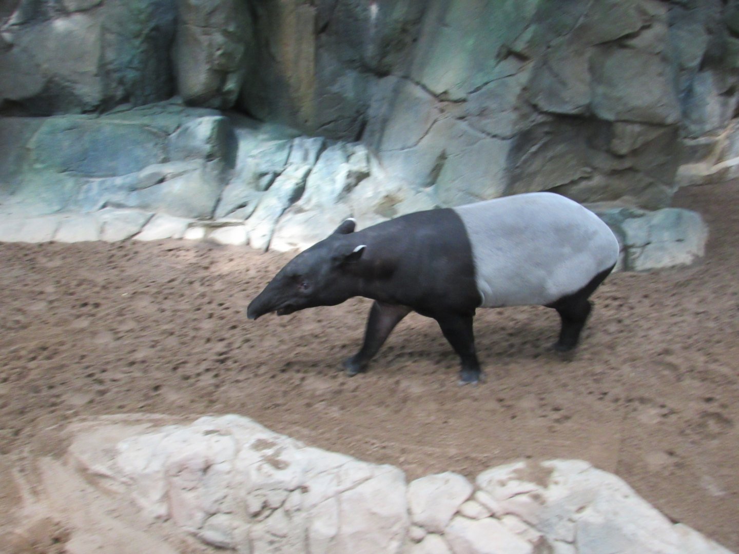 Malayan tapir