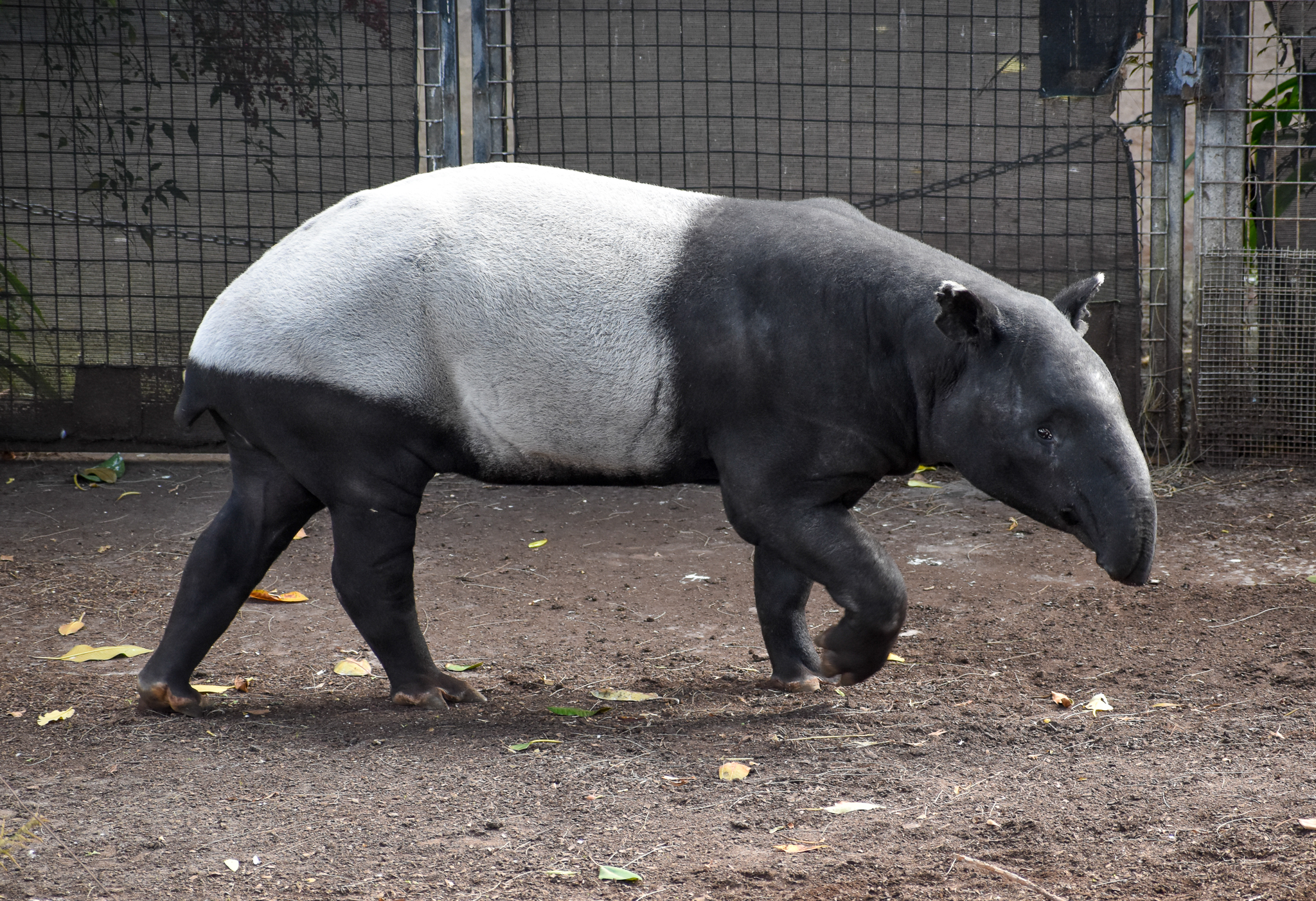 Malayan Tapir
