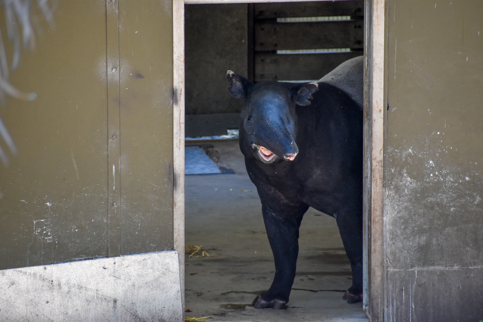 Malayan Tapir