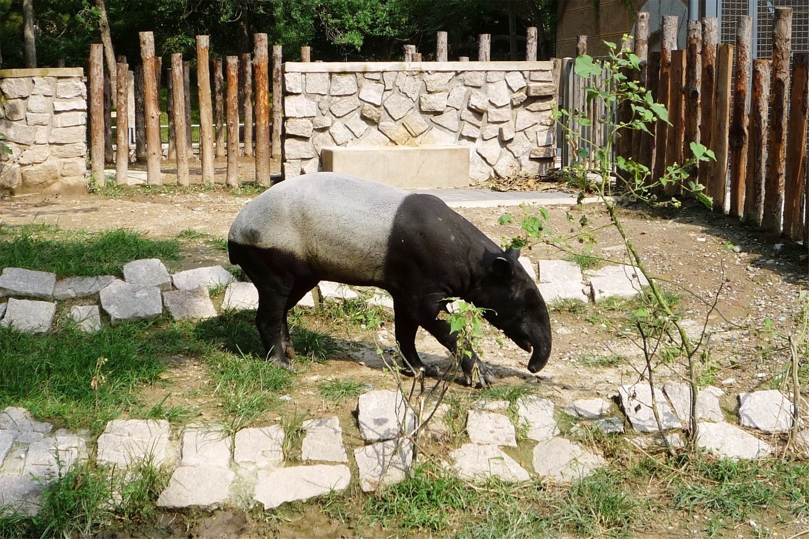 Malayan Tapir