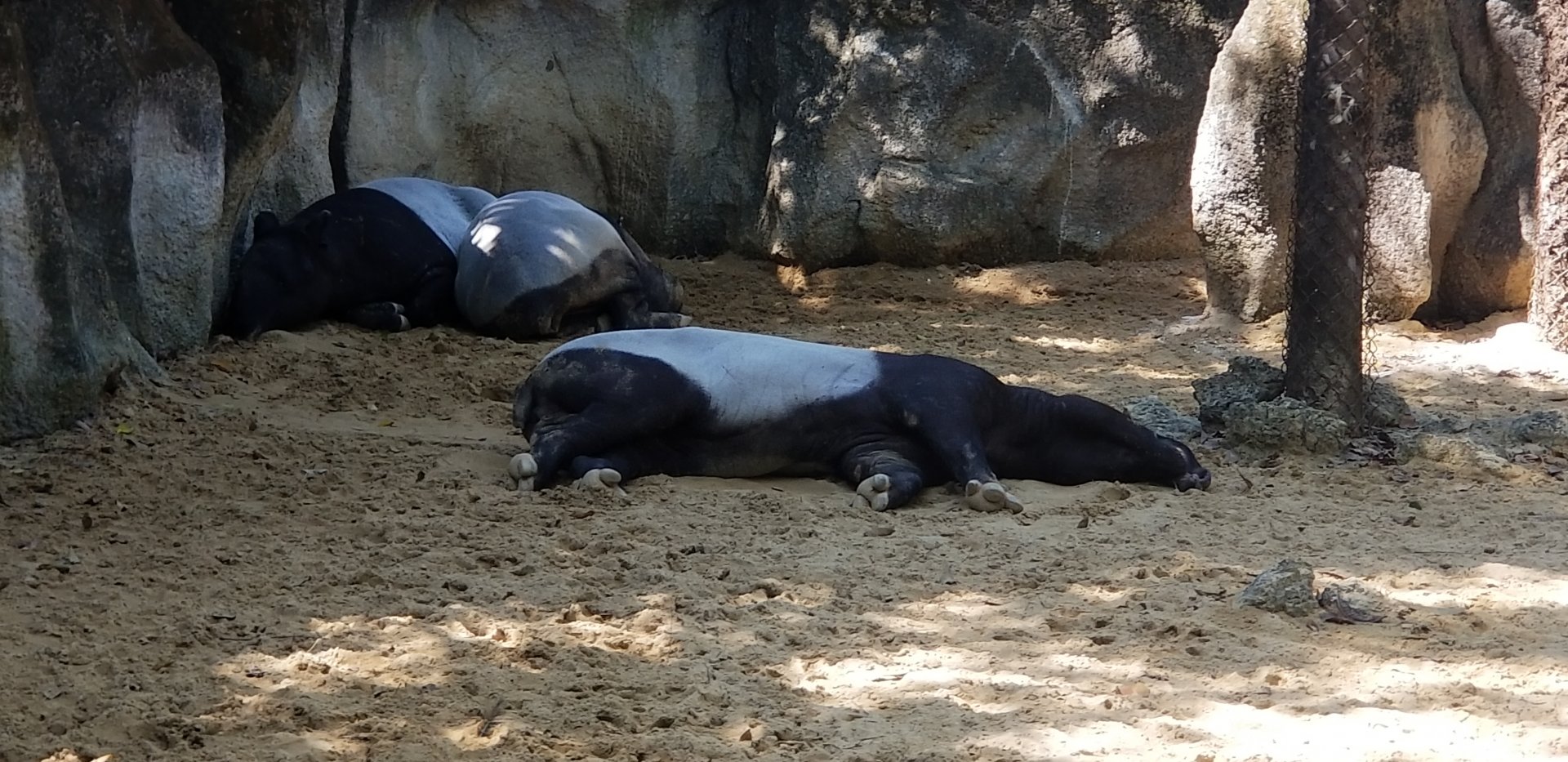 Malayan Tapir