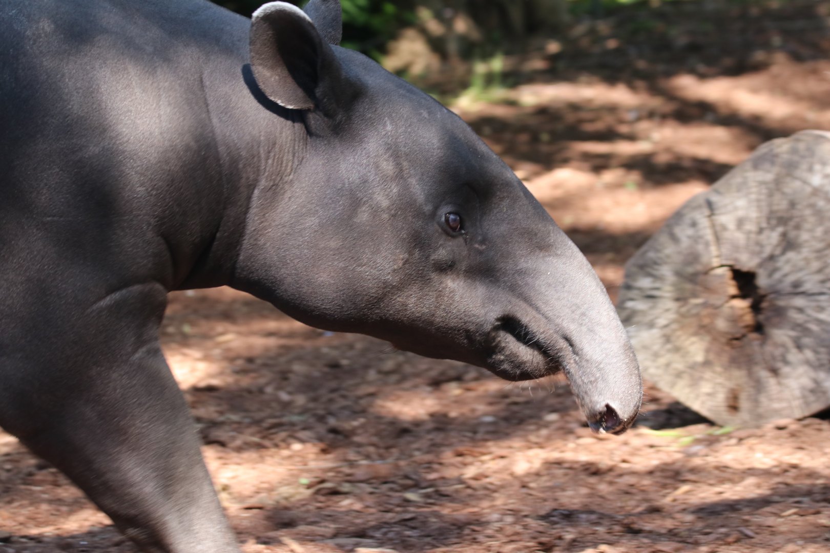 Malayan tapir