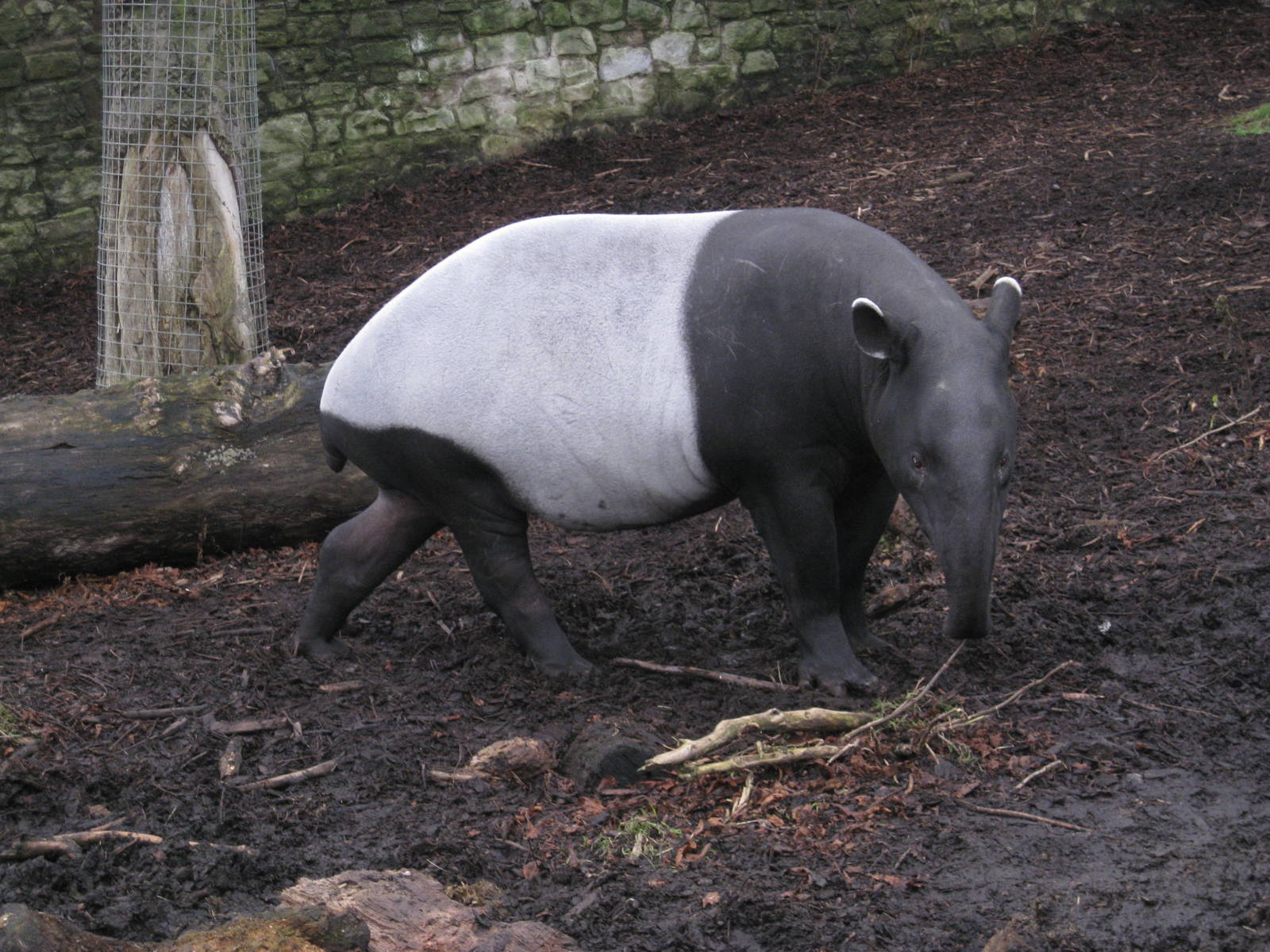 Malayan Tapir