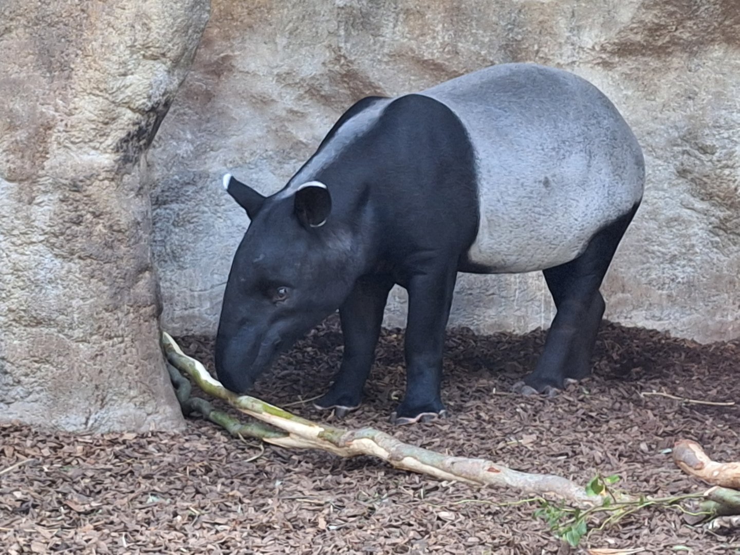 Malayan Tapir
