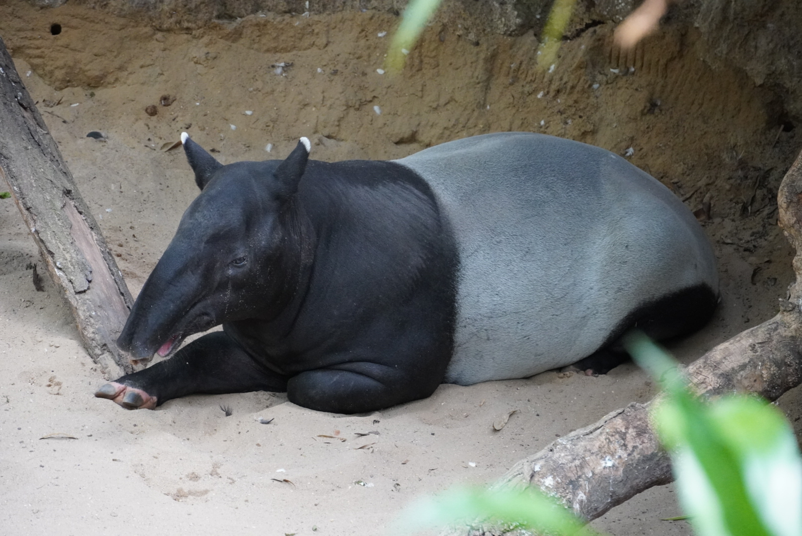 Malayan Tapir