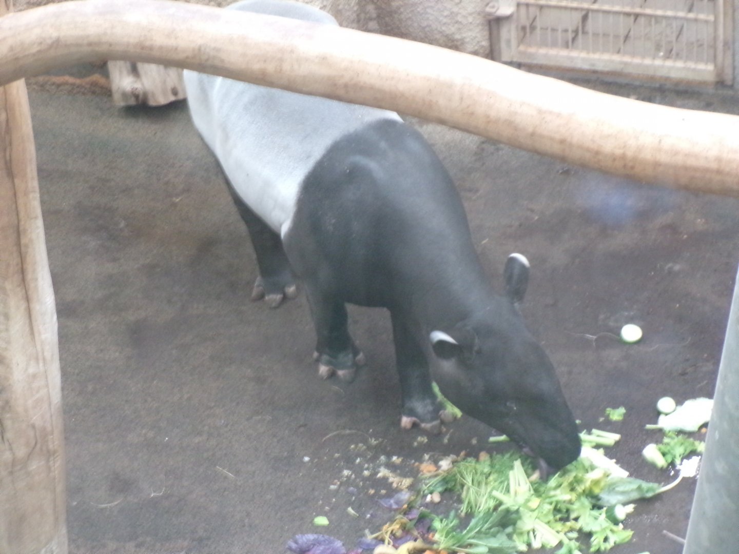 Malayan tapir