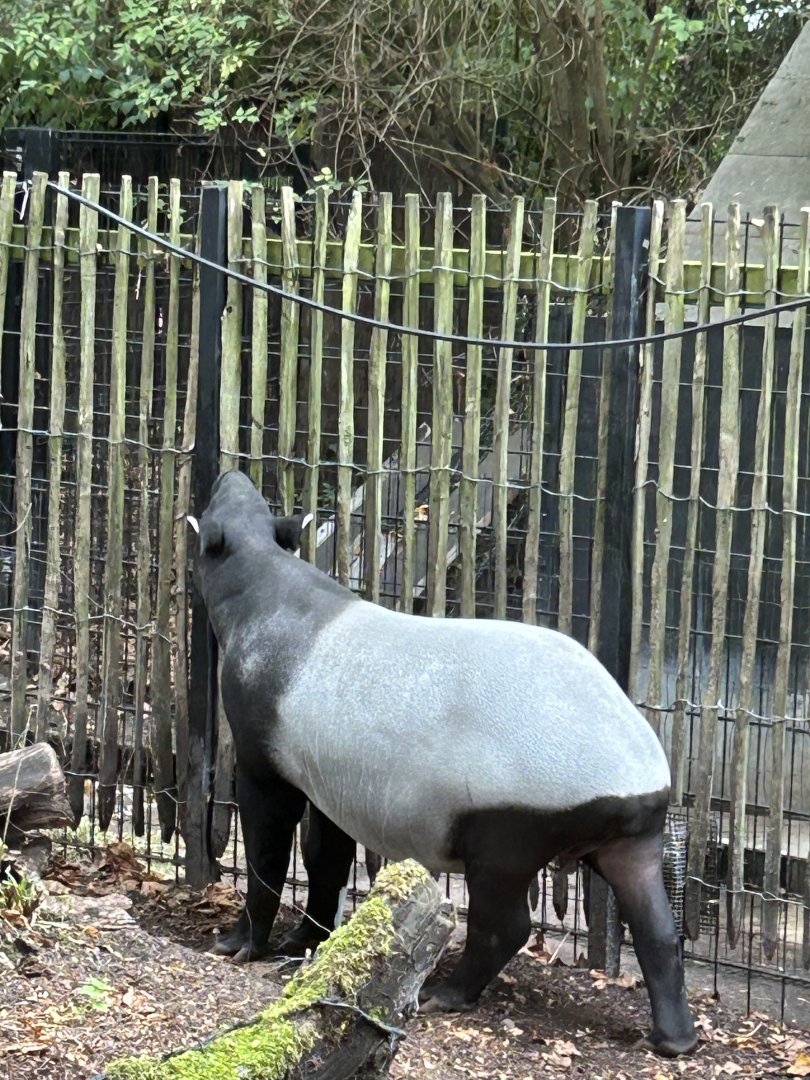 Malayan tapir