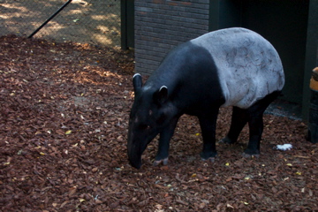 Malayan tapir